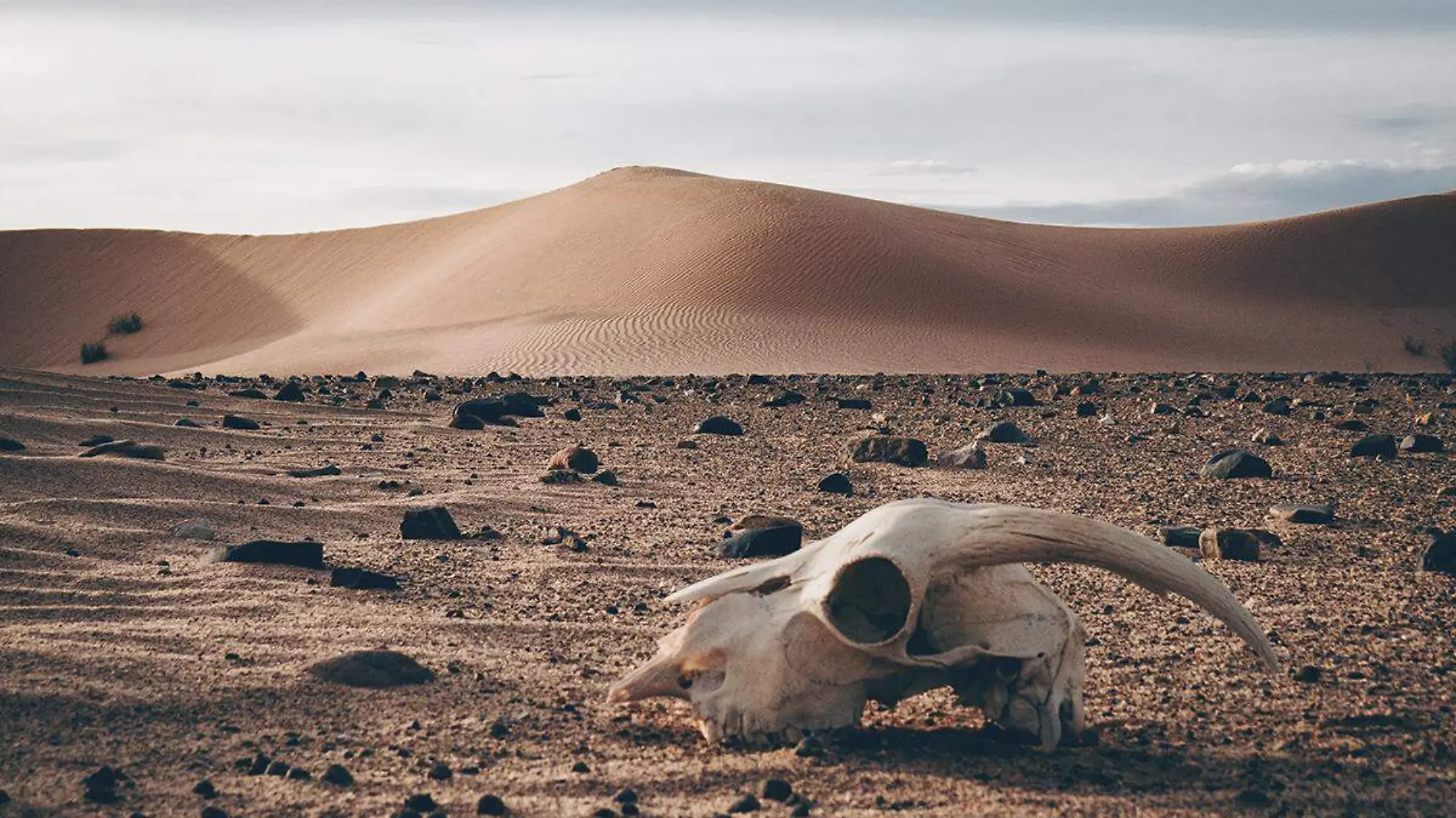 desierto sonora calor